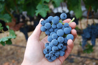 Merlot Grape Seeds for Planting - Grow Your Own Wine Grapes