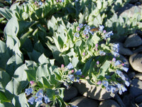 Mertensia Maritima Flower seeds for Planting Garden Favorite Heirloom & GMO Free Seeds for Home Garden 
 
 Sale