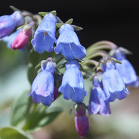 Mertensia Maritima Flower seeds for Planting Garden Favorite Heirloom & GMO Free Seeds for Home Garden 
 
 Sale