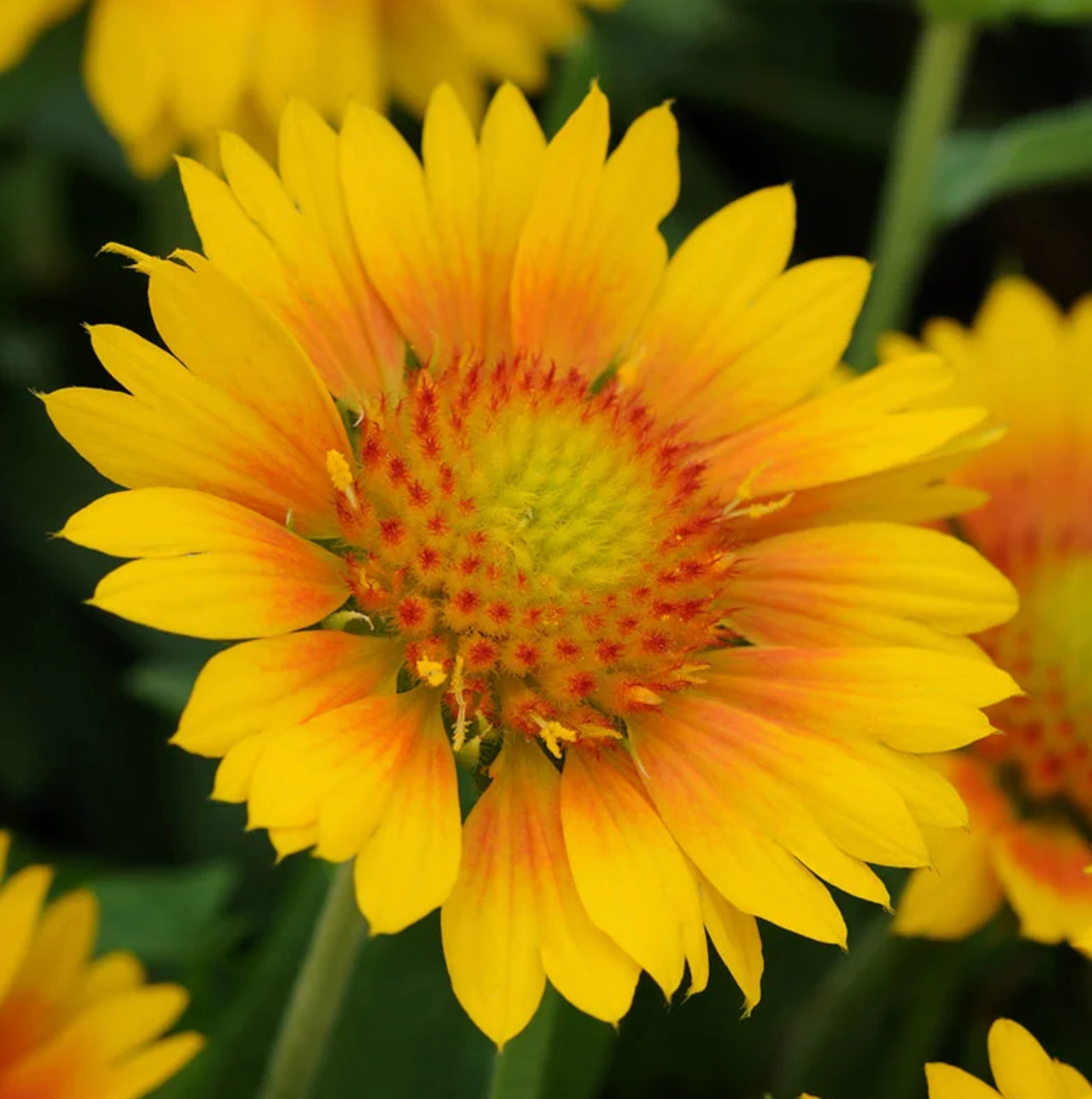 Yellow Gaillardia Flower seeds for Planting - Cottage Garden Essential, Heirloom & GMO Free Seeds for Home Garden