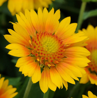 Yellow Gaillardia Flower seeds for Planting - Cottage Garden Essential, Heirloom & GMO Free Seeds for Home Garden