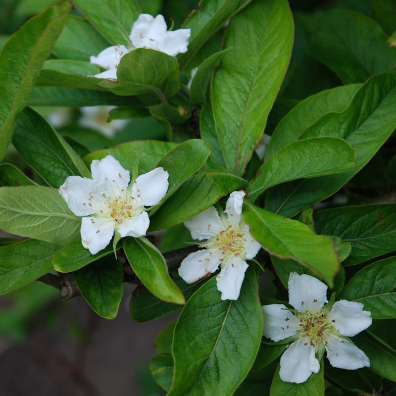 Brown Mespilus Germanica Flower seeds for Planting - Compact Growth, Heirloom & GMO Free Seeds for Home Garden
