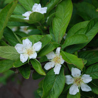 Brown Mespilus Germanica Flower seeds for Planting - Compact Growth, Heirloom & GMO Free Seeds for Home Garden