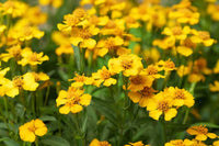 Ornamental Yellow Mexican Tarragon seeds for landscapes