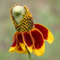 Mexican Hat WildFlower seeds for Planting - Premium Quality, Heirloom & GMO Free Seeds for Home Garden