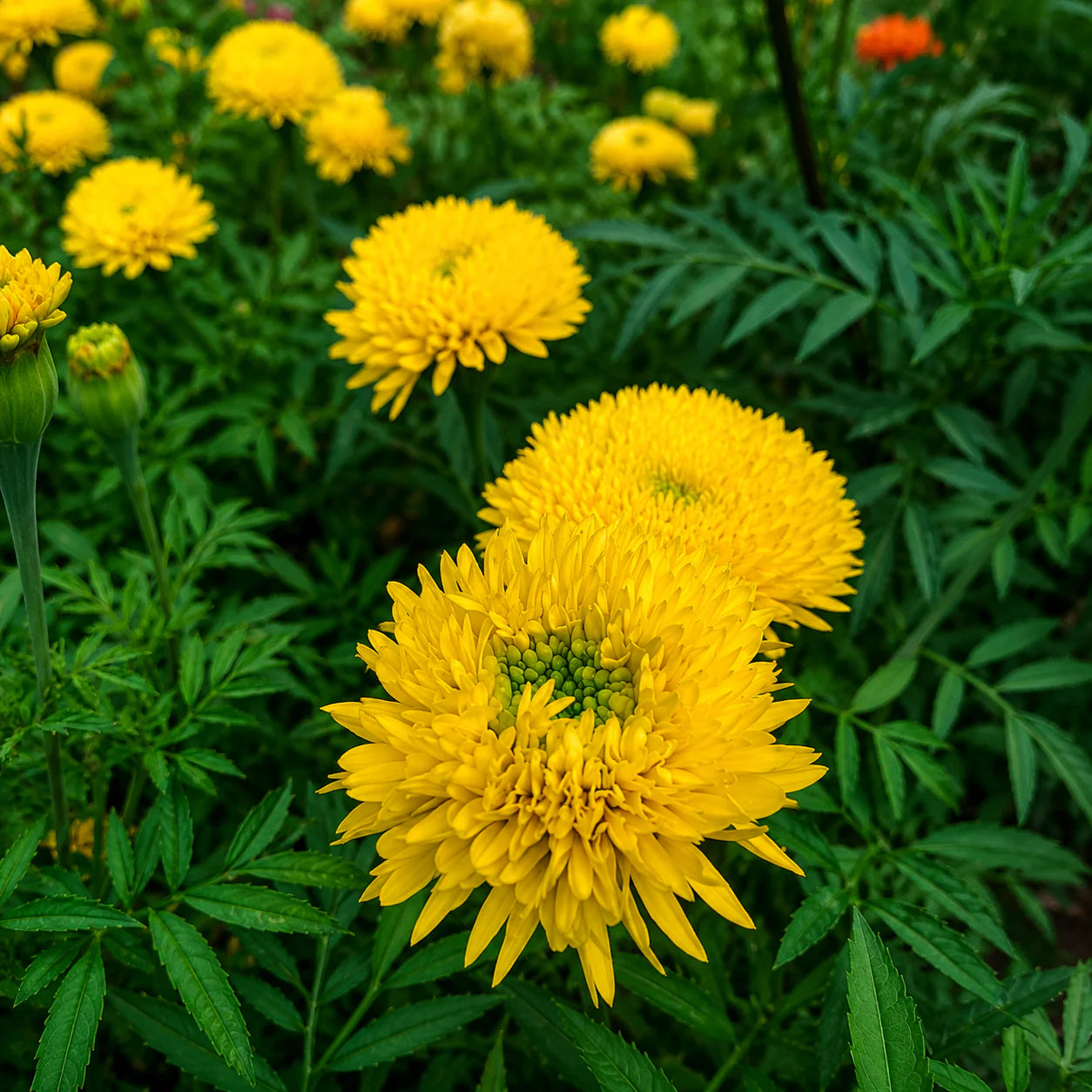 Mexican Marigold Flower seeds for Planting Seasonal Bloomer Heirloom & GMO Free Seeds for Home Garden 
 
 Sale