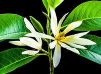 Michelia garden seeds for outdoor planting