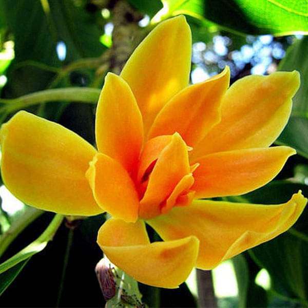 Non GMO Michelia seeds