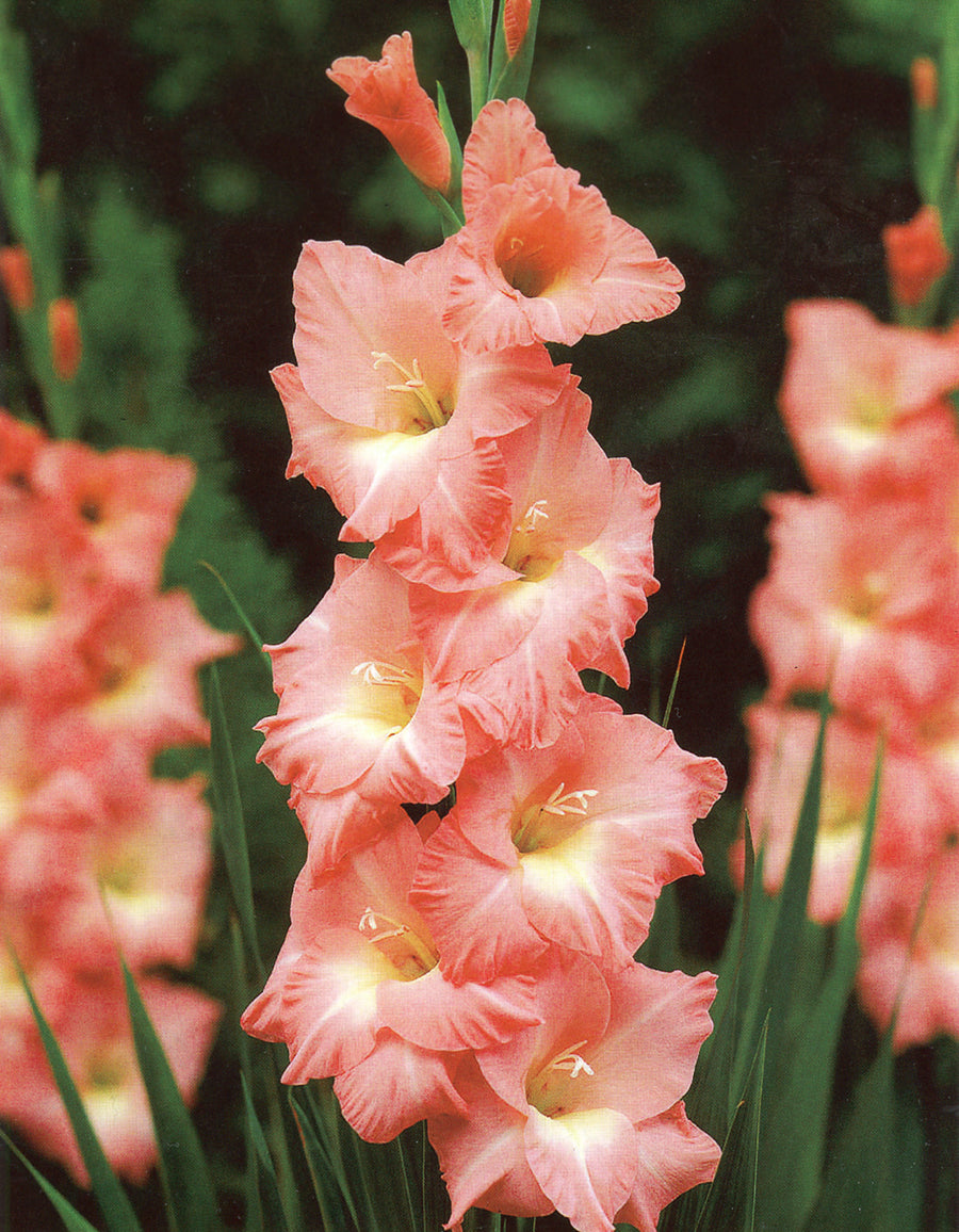 Peach Gladiolus Flower seeds for Planting - Cut Flower Favorite, Heirloom & GMO Free Seeds for Home Garden