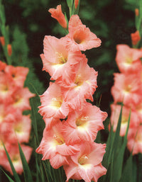 Peach Gladiolus Flower seeds for Planting - Cut Flower Favorite, Heirloom & GMO Free Seeds for Home Garden