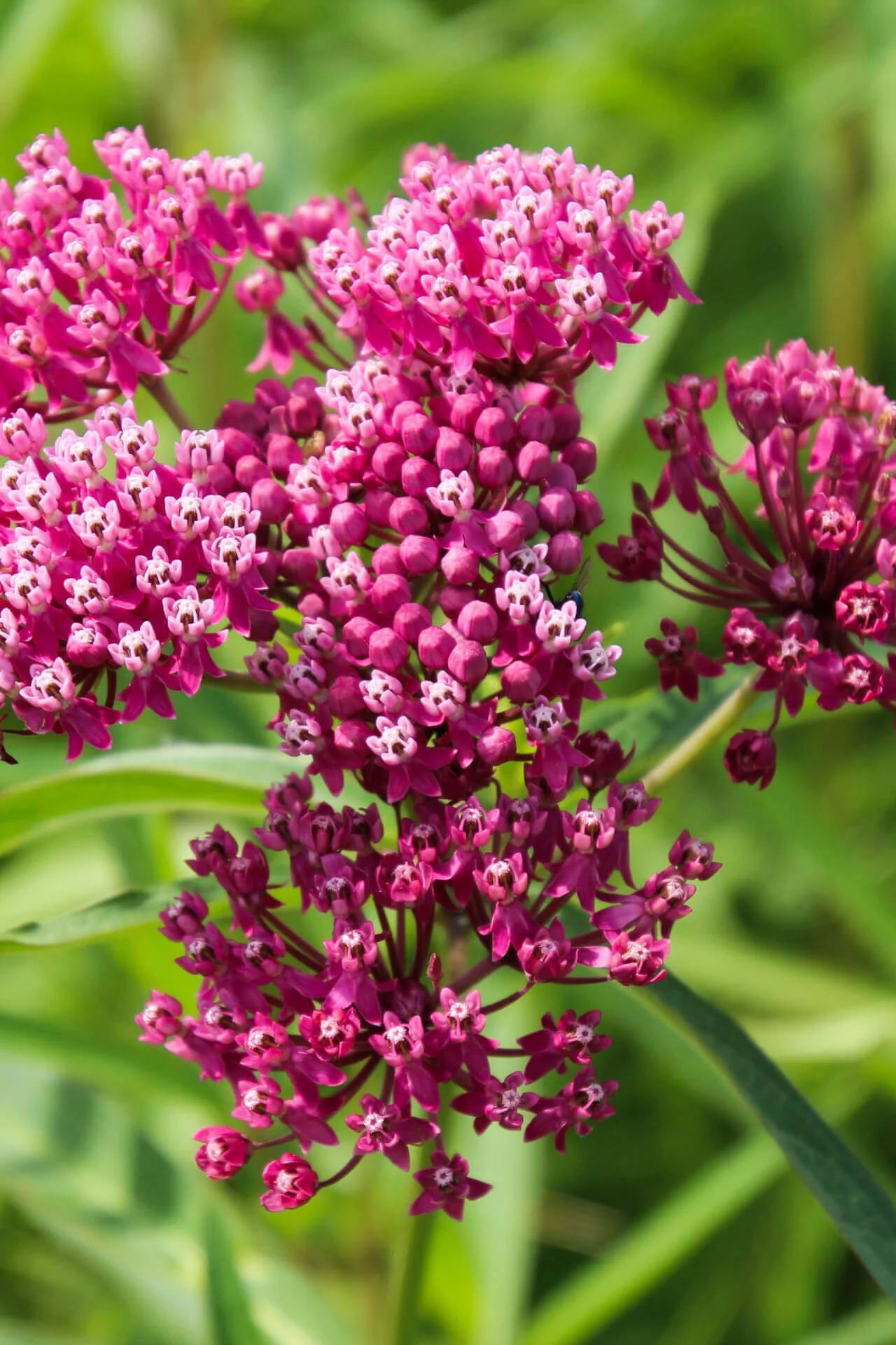 Sampler Flower seeds for Planting Garden Favorite Heirloom & GMO Free Seeds for Home Garden