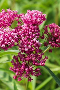 Sampler Flower seeds for Planting Garden Favorite Heirloom & GMO Free Seeds for Home Garden