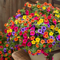 Heirloom Mixed Calibrachoa Flower seeds for Planting Garden Favorite Heirloom & GMO Free Seeds for Home Garden