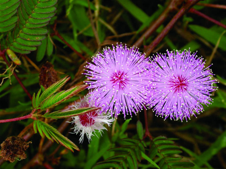 Purple Mimosa Flower seeds for Planting - Easy to Grow, Heirloom & GMO Free Seeds for Home Garden
