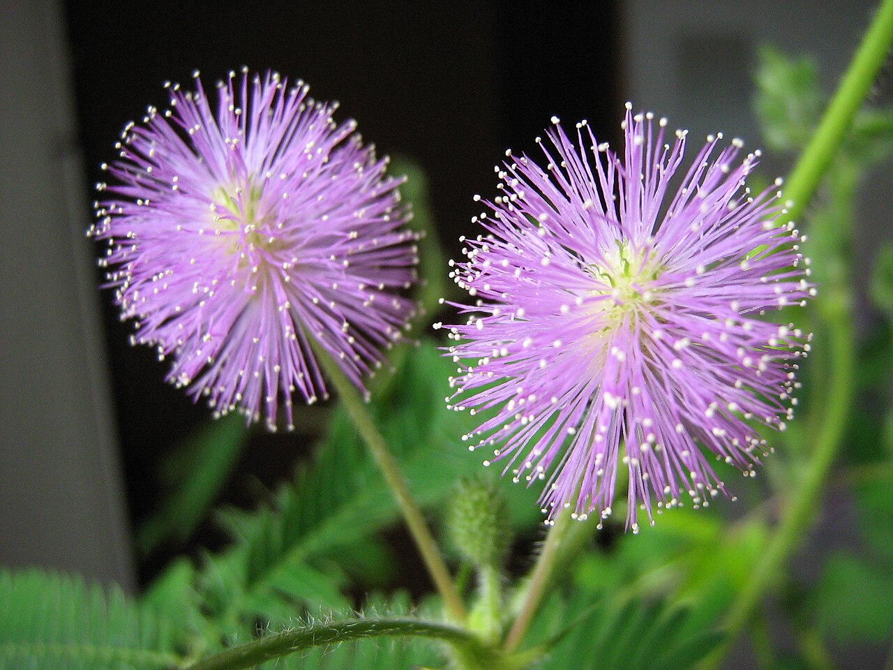 Mimosa Pudica Flower seeds for Planting Wildflower Mix Heirloom & GMO Free Seeds for Home Garden 
 
 Sale