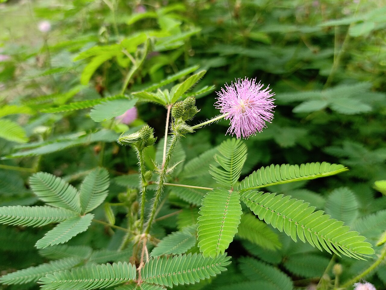 Mimosa Flower seeds for Planting Fragrant Blossoms Heirloom & GMO Free Seeds for Home Garden