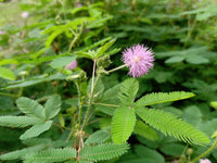 Mimosa Flower seeds for Planting Fragrant Blossoms Heirloom & GMO Free Seeds for Home Garden