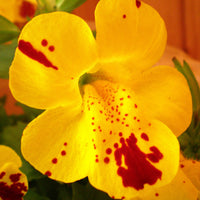 Mimulus Luteus Flower seeds for Planting - Drought Tolerant, Heirloom & GMO Free Seeds for Home Garden