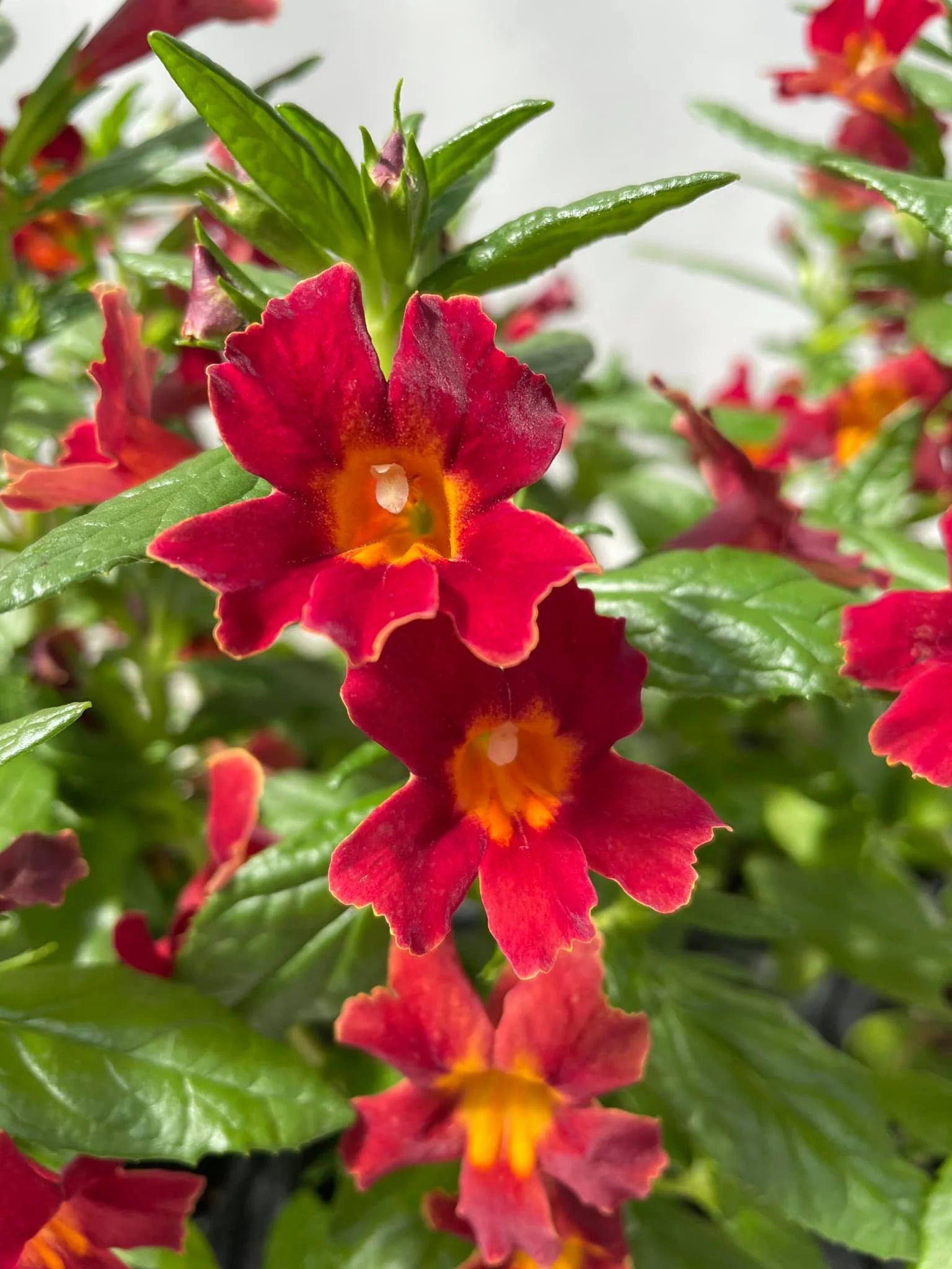 Red Monkey Flower Seeds for Planting and Gardening