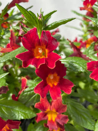 Red Monkey Flower Seeds for Planting and Gardening