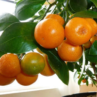 Miniature Orange Tree Seeds for Planting  Grow Your Own Indoor Citrus