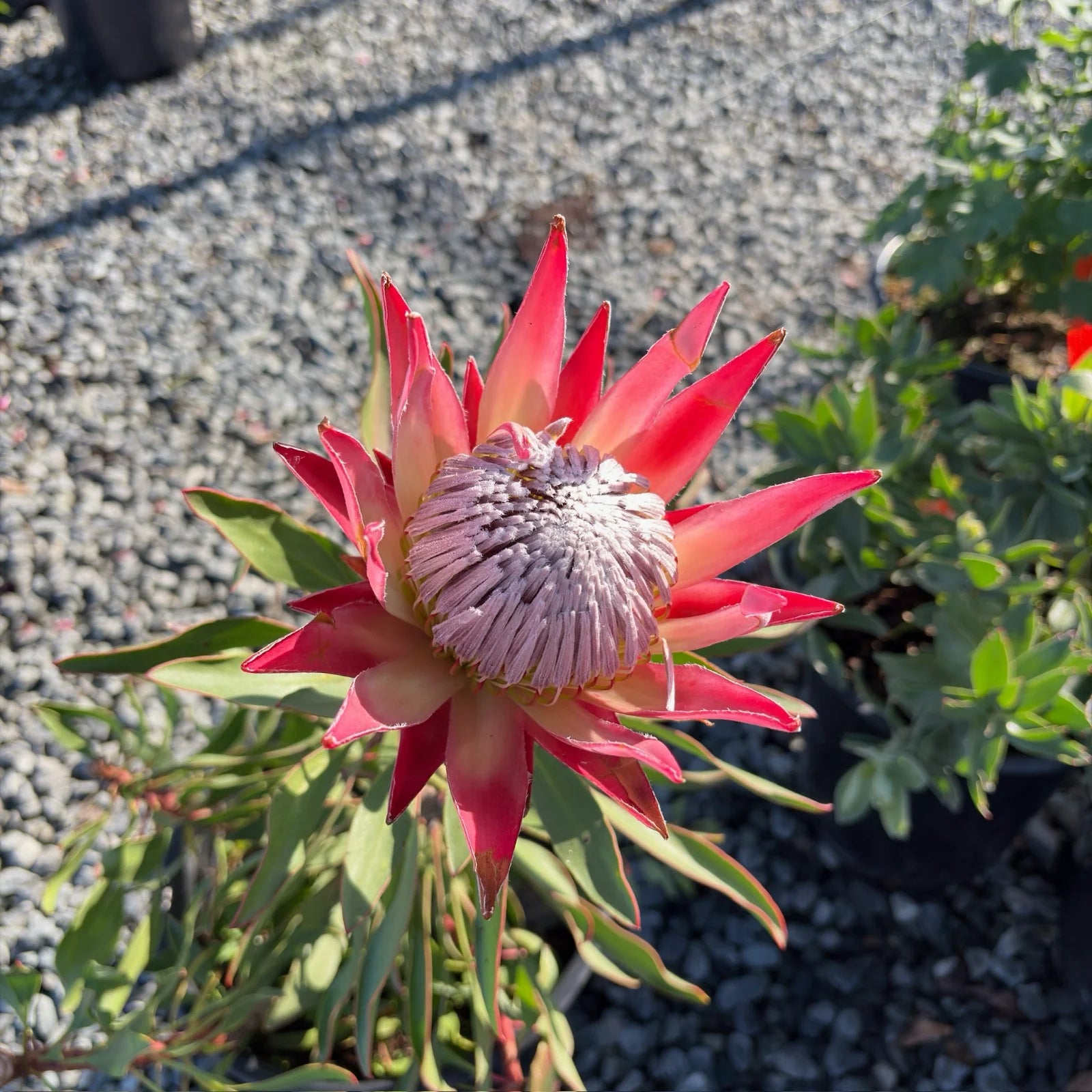 Protea Flower seeds for Planting - Perfect for Borders, Heirloom & GMO Free Seeds for Home Garden