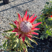 Protea Flower seeds for Planting - Perfect for Borders, Heirloom & GMO Free Seeds for Home Garden