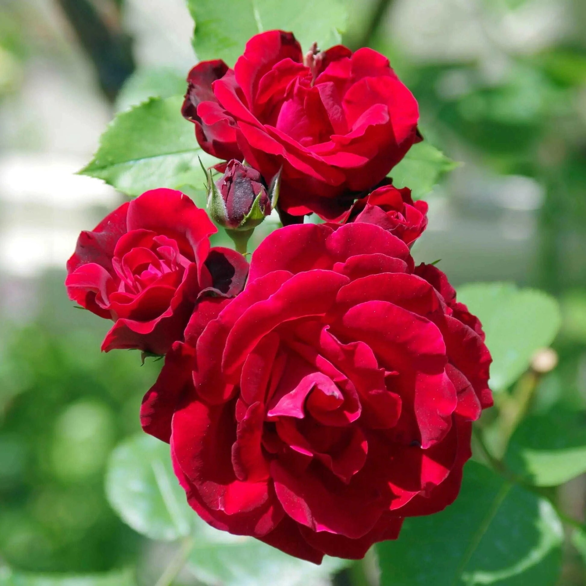 Red Rose Flower Planting Seeds Collection