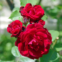 Red Rose Flower Planting Seeds Collection
