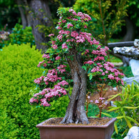 Bonsai Flower seeds for Planting Garden Favorite Heirloom & GMO Free Seeds for Home Garden