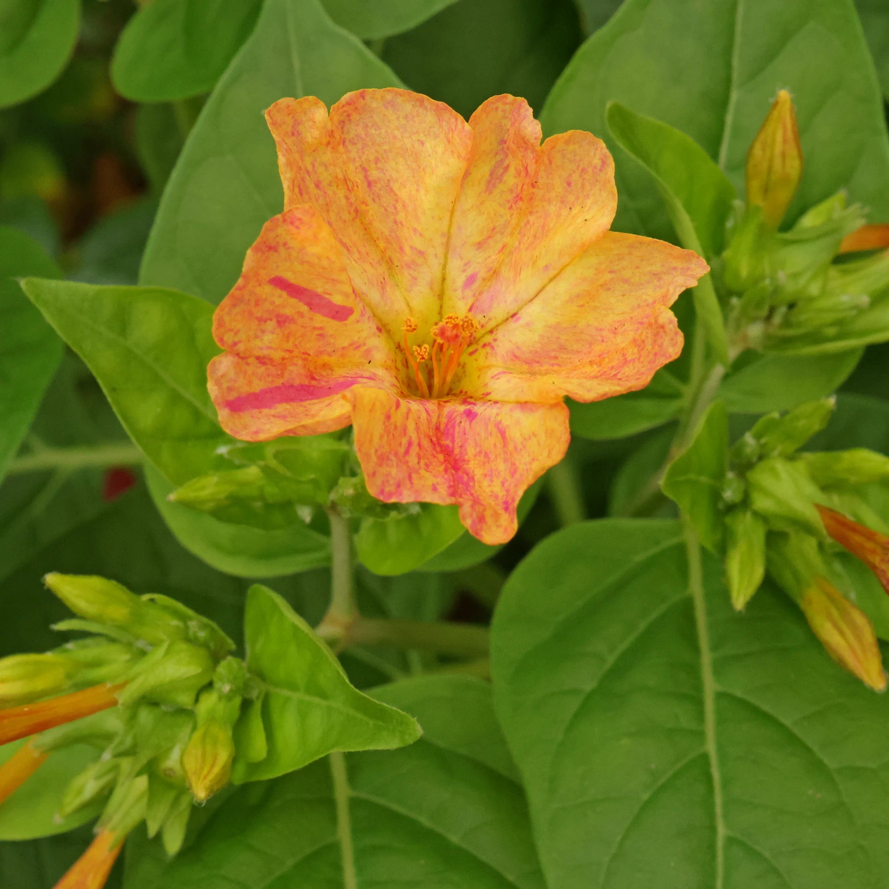 Orange Pink Mirabilis Flower seeds for Planting - Vibrant Colors, Heirloom & GMO Free Seeds for Home Garden