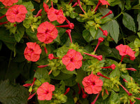 Red Mirabilis Scarlet Flower seeds for Planting Colorful Display Heirloom & GMO Free Seeds for Home Garden 
 
 Sale