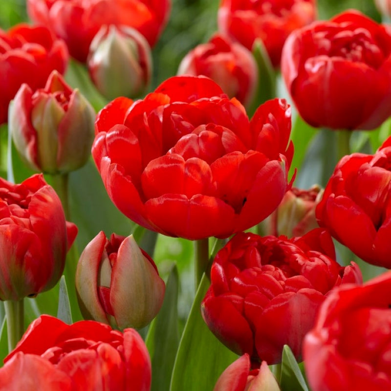 Red Tulip Seeds for Planting and Flowering Garden