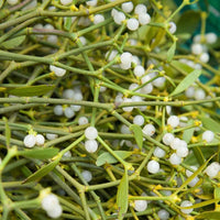 White Mistletoe Flower seeds for Planting - Low Maintenance, Heirloom & GMO Free Seeds for Home Garden