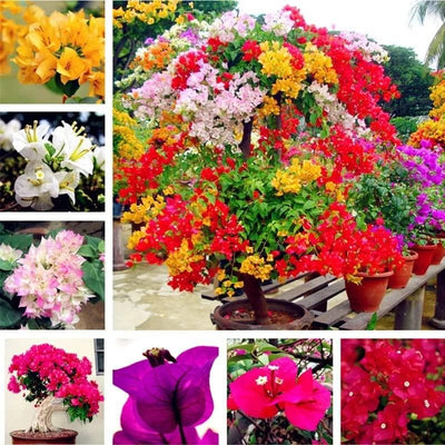100 Pcs