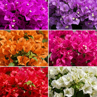 Mixed Bougainvillea on garden wall