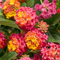 Non-GMO Mixed Color Lantana seeds