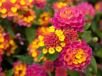 Butterflies visiting mixed-color Lantana flowers