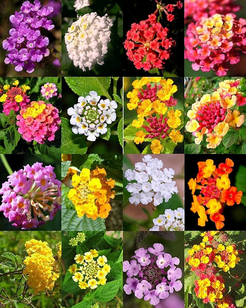 Mixed-color Lantana flower seeds for planting