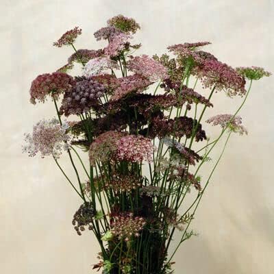 Mixed Dara Anne’s Lace flowers blooming in garden