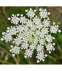 Ornamental Mixed Dara Anne’s Lace flowering plant