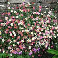 Ornamental Mixed Erigeron flowering plant