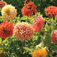 Mixed Gaillardia in pollinator garden