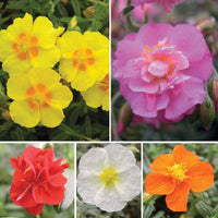 Ornamental Mixed Helianthemum seeds for gardens