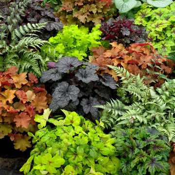 Mixed Heuchera seeds for planting