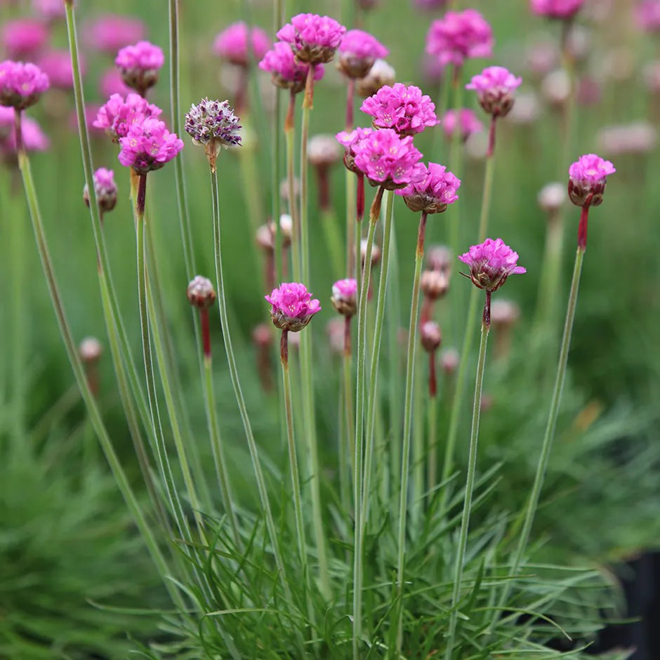 Non GMO Mixed Joystick flower seeds