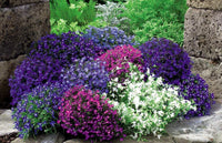 Mixed Laura flower seeds for planting