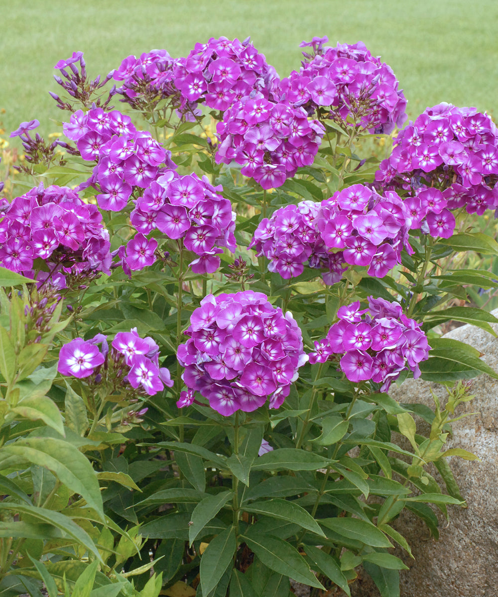 Non GMO Mixed Laura flower seeds