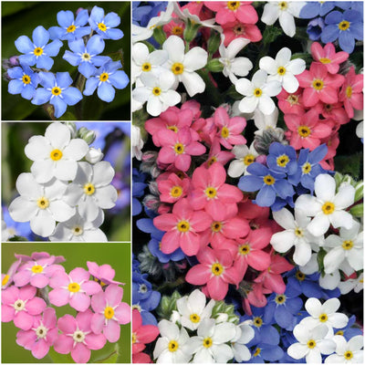 100 Pcs