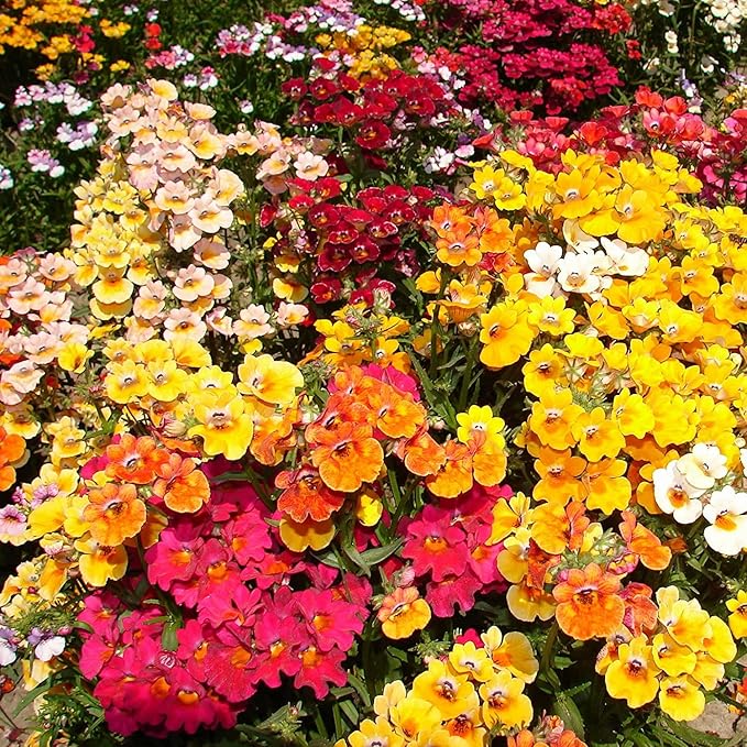 Mixed Nemesia Carnival in hanging baskets
